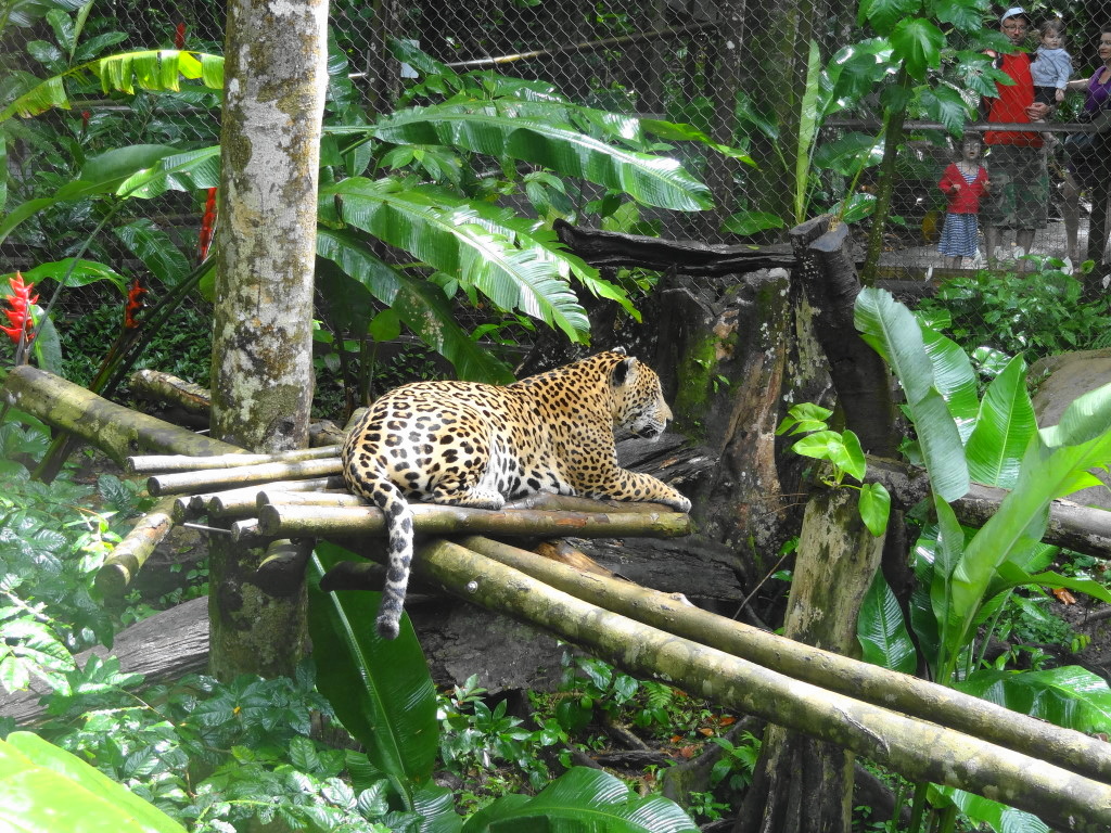 zoo parc nationle guadeloupe jaguar