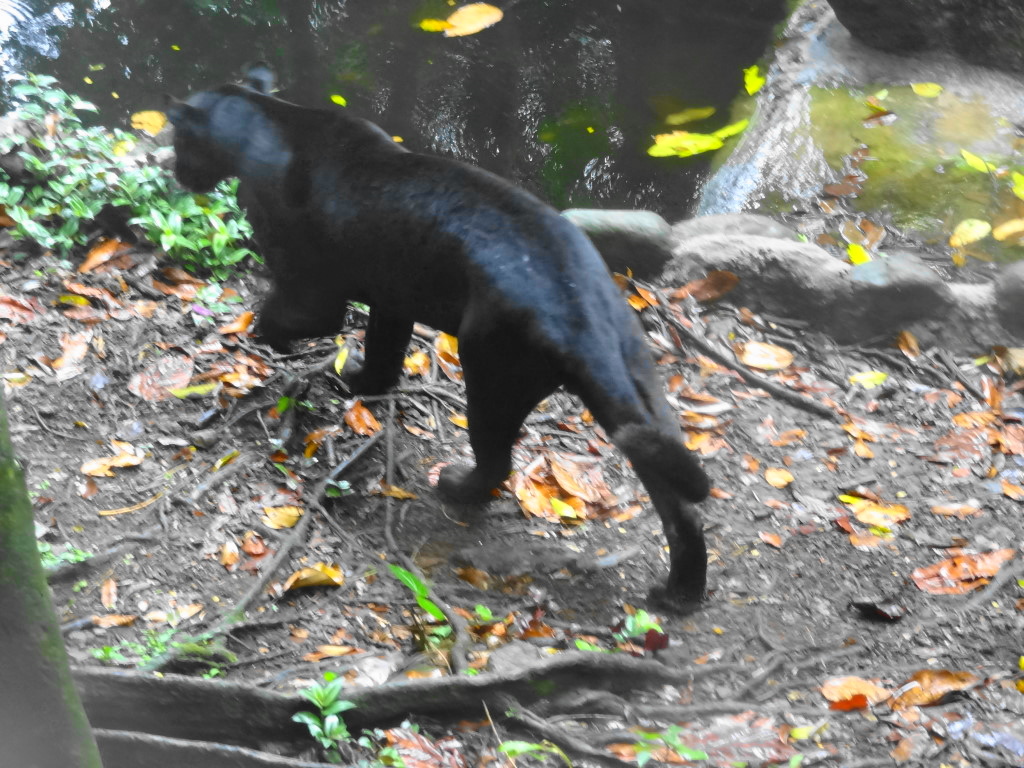 zoo parc nationle guadeloupe pantère noire