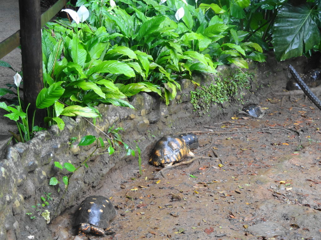 zoo parc nationle guadeloupe tortues roches